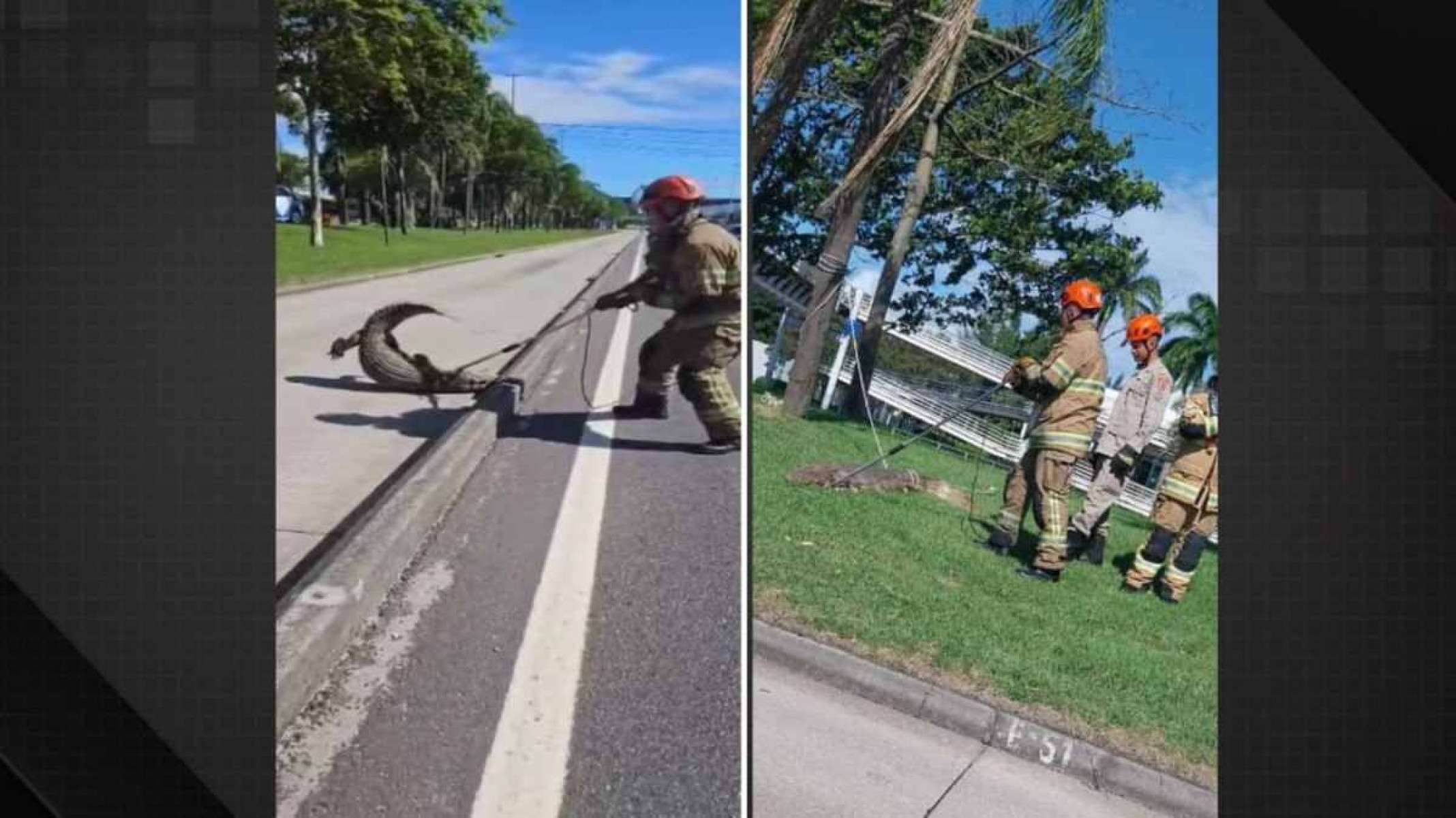 JacarÃ© foi capturado pelo Corpo de Bombeiros em pista da Avenida Ayrton Senna, no Rio -  (crédito: ReproduÃ§Ã£o/Dailymotion)