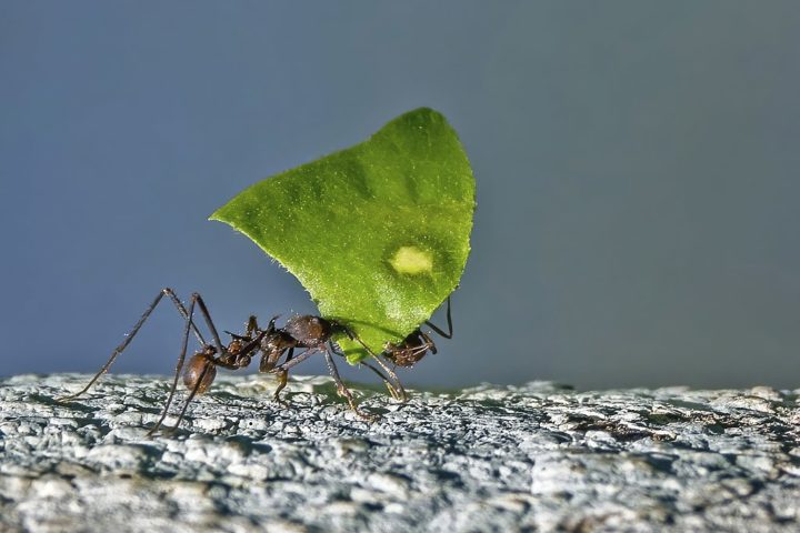 As operárias cortam folhas e as levam para o ninho, onde servem como substrato para o cultivo do fungo, que se torna o principal alimento da colônia.