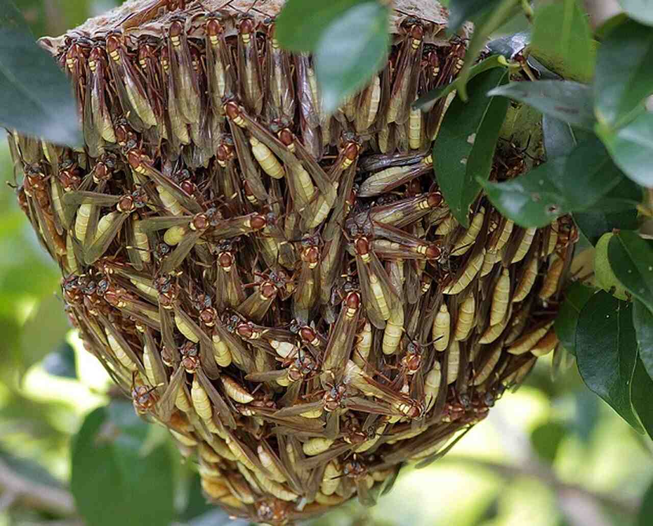 Embora não busquem ativamente os seres humanos, sua tendência a defender seus ninhos agressivamente pode resultar em ataques, caso o ninho seja invadido ou mesmo se um movimento brusco for feito perto deles. Alguns fatores que podem levar a um ataque incluem:
