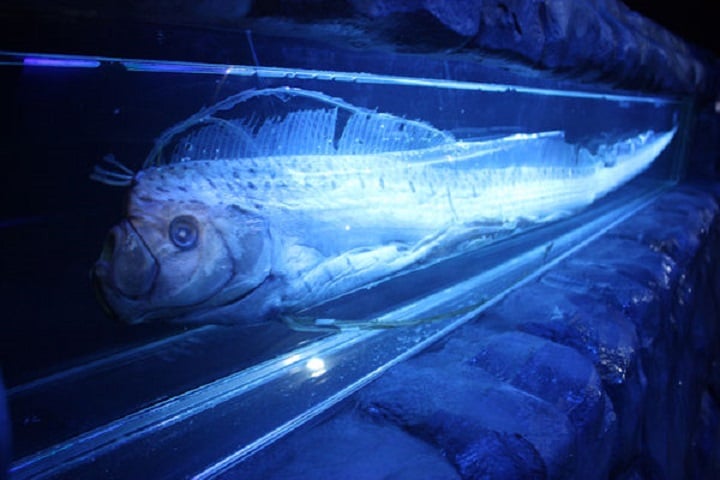 A coloração do peixe-remo pode variar entre o prateado e o dourado, com um brilho metálico que reflete a luz de maneira impressionante nas profundezas.