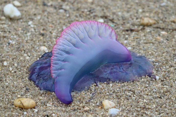 Apesar de seu nome e aparência que lembram uma medusa, ela não é uma água-viva; na verdade, é uma colônia de organismos individuais que trabalham juntos em uma simbiose complexa.