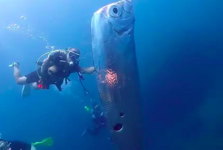 Com um corpo alongado e achatado lateralmente, a aparência do peixe-remo é frequentemente associada a uma fita ou uma lâmina.