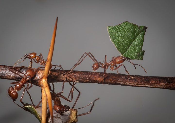 A saúva — popularmente conhecida como tanajura — é um tipo de formiga que pertence ao gênero Atta, muito conhecida no Brasil e em várias partes da América Latina por sua capacidade de cortar e transportar folhas. 