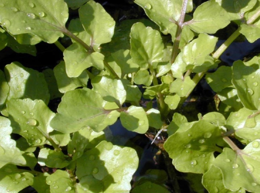 O agrião contém os antioxidantes betacaroteno, zeaxantina e luteína. Baixos níveis desses carotenóides estão associados a desenvolvimento de doenças cardíacas e hipertensão arterial, e esta verdura ajuda neste combate. 