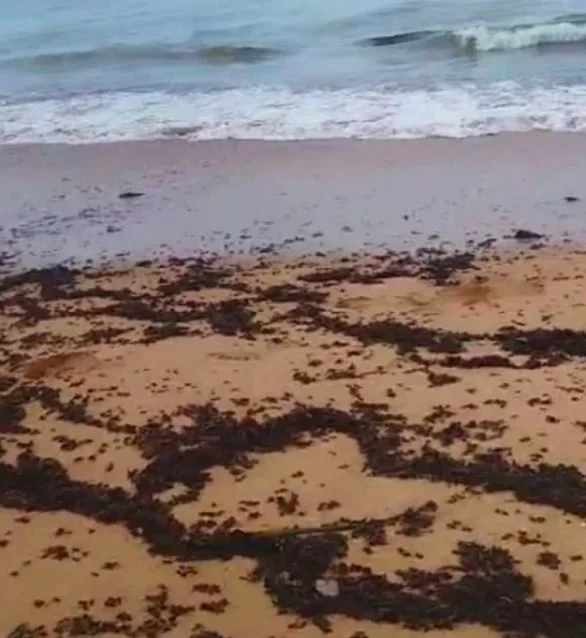 Nas imagens, é possível ver que as tanajuras estão espalhadas tanto pela areia quanto nas águas do mar, especialmente na área onde as ondas se quebram.