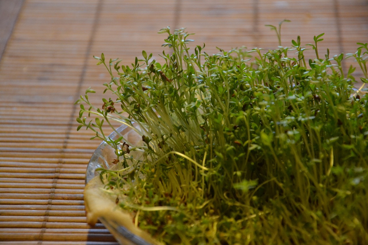 O uso interno do agrião em grandes quantidades pode provocar irritações na mucosa do estômago e nas vias urinárias. É uma planta da família Brassicaceae, mas deve ser consumido com moderação, especialmente por pessoas com insuficiência renal ou úlceras gástricas.