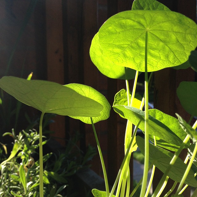 Por meio do ácido úrico, essa planta ajuda na limpeza do organismo. O seu potencial em vitamina C é conhecido desde a idade média, onde era usado para combater o escorbuto.