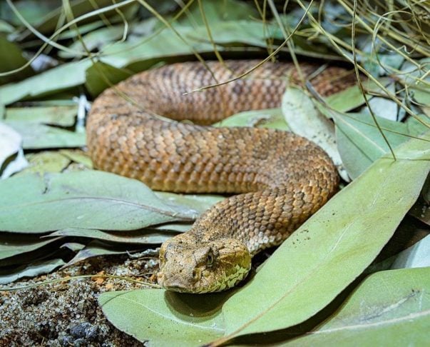 Cobra da morte: Seu veneno é neurotóxico e pode causar paralisia respiratória. Possui uma aparência peculiar, com a cabeça longa e triangular, além de ter um corpo mais grosso do que outras serpentes.