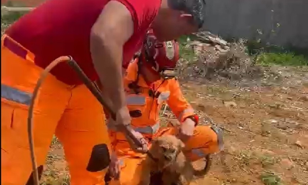 VÍDEO: Filhote de cachorro é resgatado de buraco de 4 m de profundidade -  (crédito: Divulgação/CBMG)