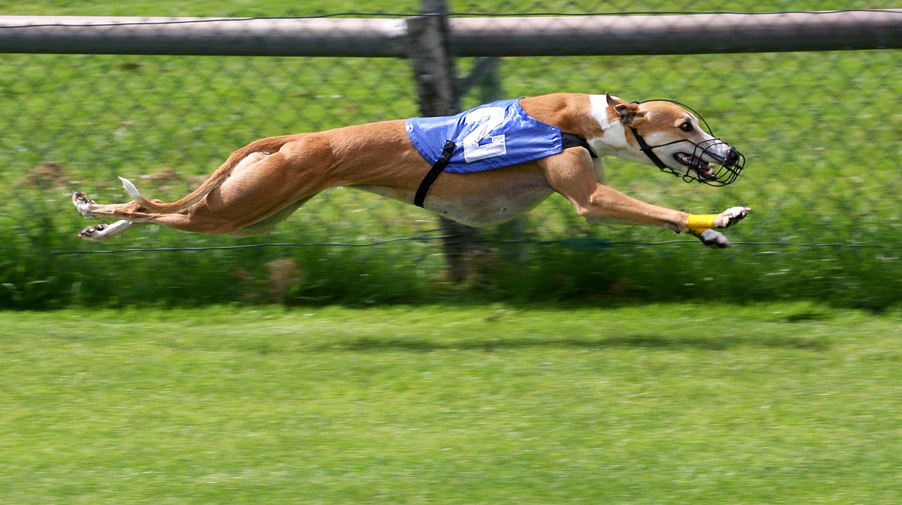 Galgo Inglês (Greyhound): Conhecido pela velocidade, tem um corpo extremamente magro, musculoso e aerodinâmico.