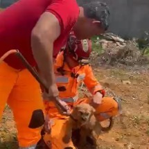 Filhote de cachorro é resgatado de buraco de 4 metros; veja vídeo - Divulga&ccedil;&atilde;o/CBMG