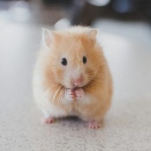 Populares e fáceis de cuidar: Mitos e curiosidades sobre os hamsters! - Ricky Kharawala Unsplash