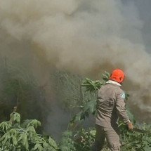 Réptil do Pantanal está ameaçado de extinção por incêndios na região - Reprodução/TV Globo