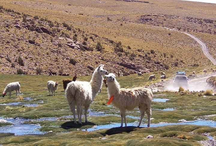 Salar de Uyuni, nos Andes, sudoeste da Bolívia, é o maior deserto de sal do mundo. Trata-se do legado de um lago pré-histórico que secou, deixando uma paisagem desértica de quase 11.000 km2 com sal branco e claro, formações rochosas e ilhas repletas de cactos.