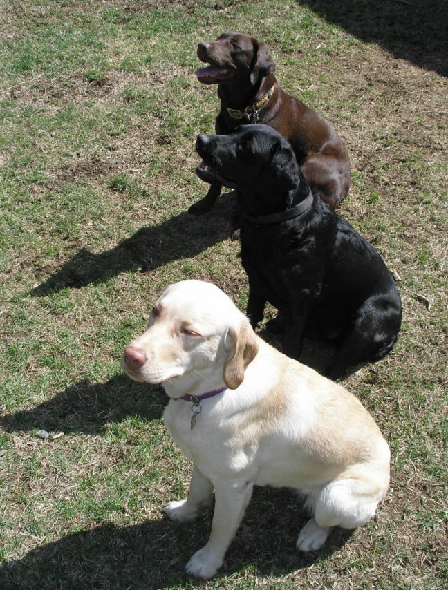 Labrador Retriever: Ativo por natureza, mas com forte apetite, tende a ganhar peso sem atividades físicas regulares.  É um cão de porte médio-grande e muito inteligente, com um temperamento amigável e sociável. É leal, fácil de treinar e adora atividades ao ar livre, sendo excelente tanto como cão de família quanto de trabalho.