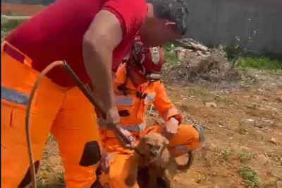 VÍDEO: Filhote de cachorro é resgatado de buraco de 4 m de profundidade -  (crédito: Divulgação/CBMG)