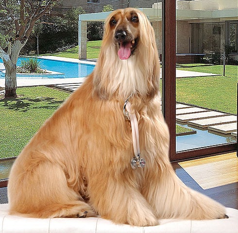 Galgo Afegão (Afghan Hound):  É  um cão de porte nobre e elegante, com pelagem longa e sedosa. É independente, leal e pode ser reservado com estranhos, mas é afetuoso e brincalhão com a família.