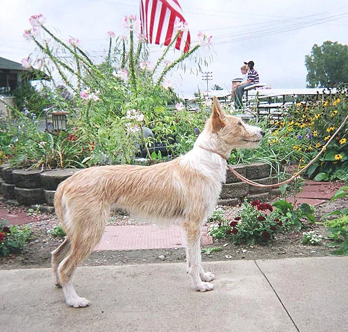 Podengo Português:   É  um cão ágil, enérgico e muito versátil, usado tradicionalmente na caça. É alerta, leal e adaptável, com uma natureza curiosa e excelente instinto de caça.