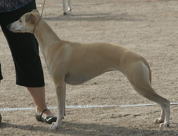 Whippet:  É um cão esbelto, ágil e elegante, conhecido por sua velocidade e comportamento gentil. É afetuoso, dócil, e se adapta bem a ambientes internos, sendo uma ótima companhia familiar.