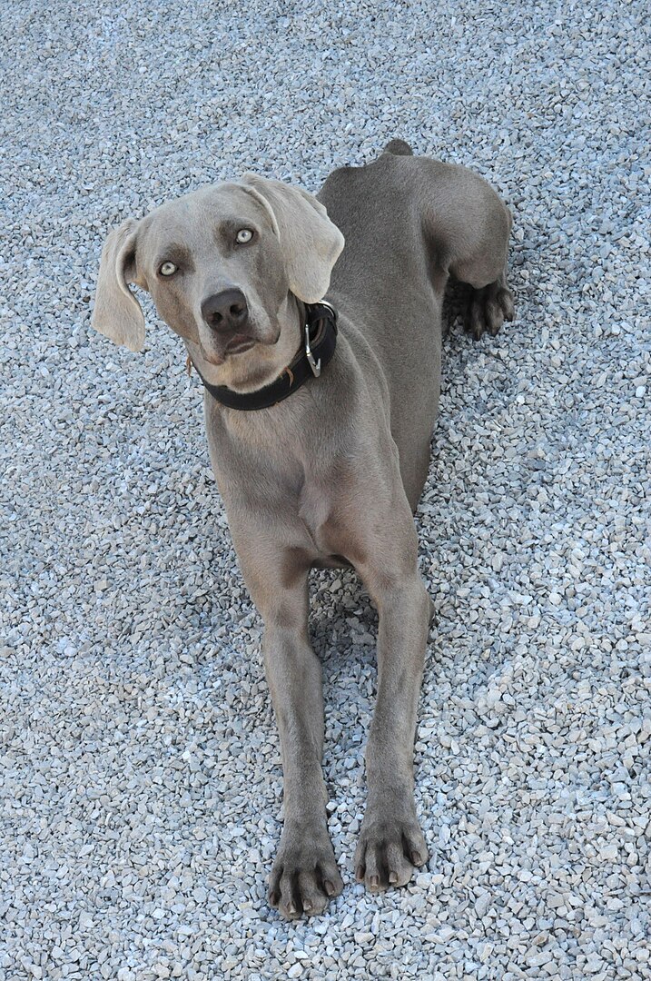 A raça Weimaraner é um animal que pode atingir 40 quilos em condições normais. Com pelagem que varia entre cinza-rato, cinza-corça e cinza-prateado,  possui duas variedades: pelo longo e pelo curto. É uma raça elegante.