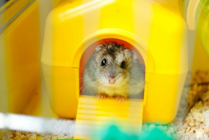 A criação de hamsters requer um ambiente seguro e estimulante. Gaiolas equipadas com rodinhas de exercício, esconderijos e materiais para mastigar são essenciais.