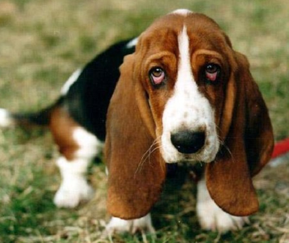 Basset Hound: Corpo robusto e patas curtas, precisa de controle alimentar para evitar obesidade. Ã? um cÃ£o de pernas curtas e orelhas longas, com excelente olfato e instinto de caÃ§a. Ã? dÃ³cil, amigÃ¡vel e tem um temperamento tranquilo, sendo Ã³timo com crianÃ§as e adaptÃ¡vel Ã  vida em famÃ­lia.