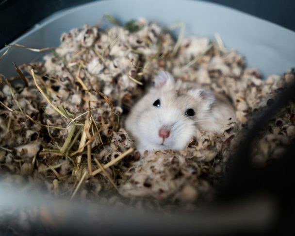 No quesito comportamento, hamsters são mais ativos no período da noite. Além disso, eles têm uma necessidade natural de cavar e criar tocas.