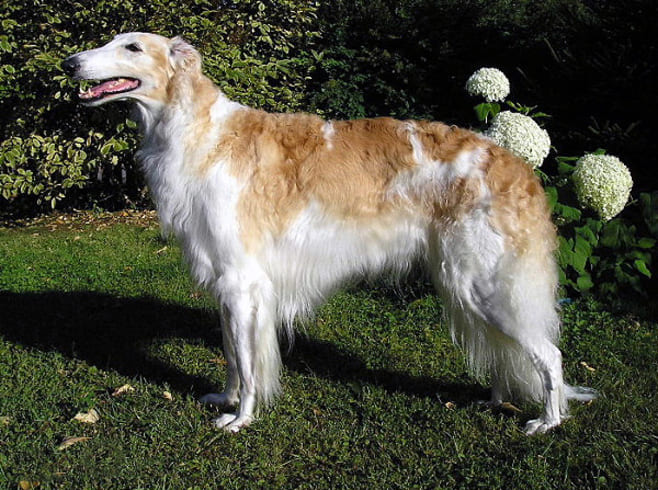 Borzoi: Este cão de origem russa tem porte elegante e pelagem longa. É conhecido por sua velocidade e graça. É calmo, afetuoso e um pouco independente, sendo reservado com estranhos, mas muito leal à família.



