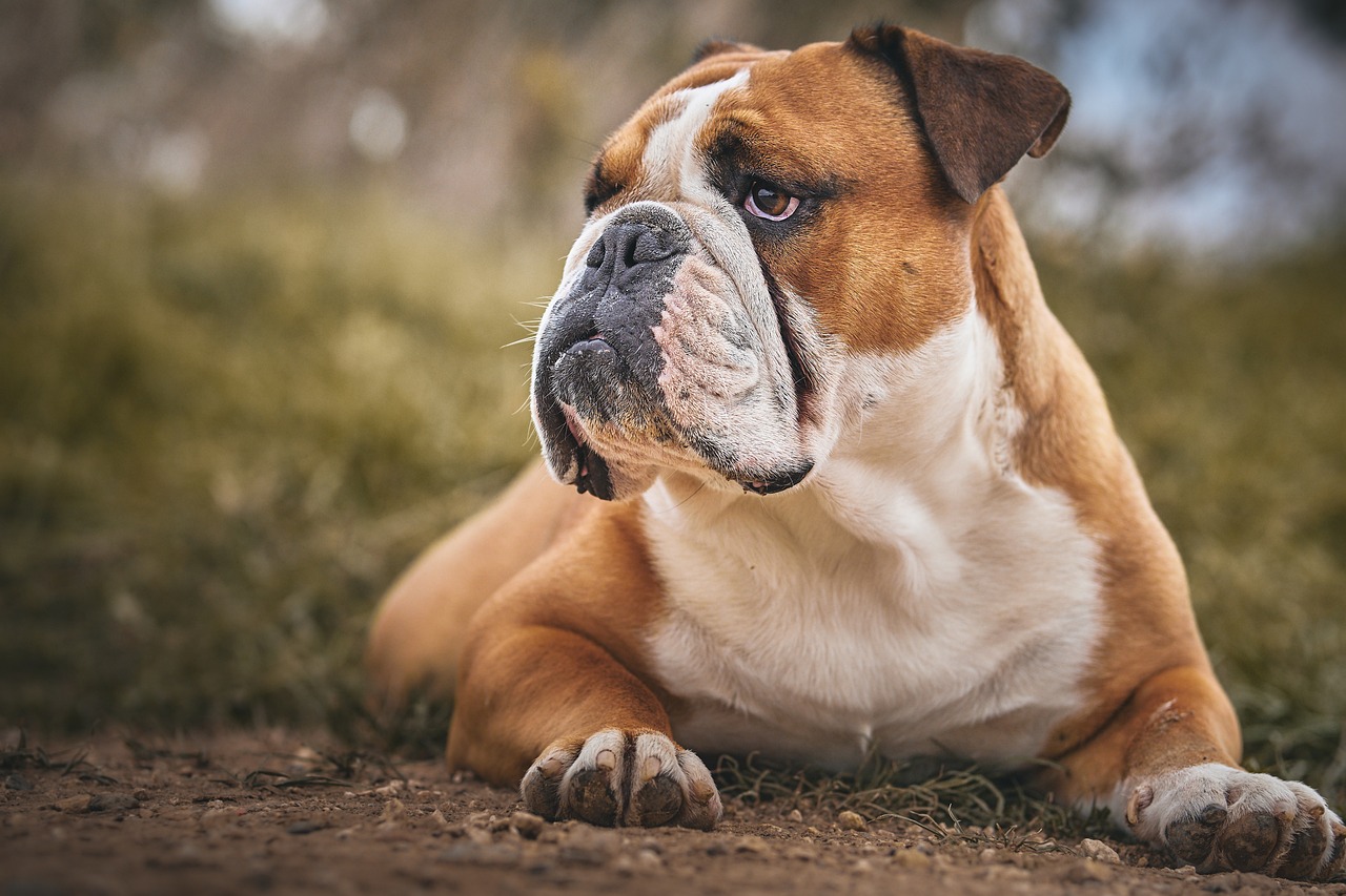 Essas características são tendências gerais, mas é importante considerar que cada cachorro é único, e o peso saudável depende de uma dieta balanceada e exercícios adequados para o porte e a idade .