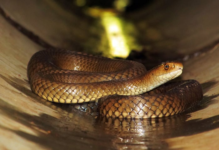 Cobra-marrom: É outra espécie australiana altamente venenosa. Frequentemente encontrada em áreas urbanas e rurais, é responsável por um grande número de acidentes devido à sua proximidade com humanos e seu comportamento defensivo.