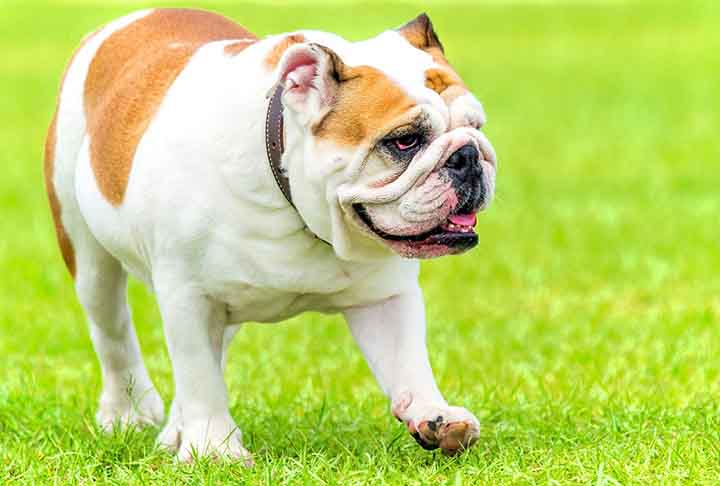 Bulldog Inglês: Naturalmente compacto e musculoso, tem tendência a ganhar peso devido ao metabolismo mais lento. É  robusto, de porte médio e aparência forte, com um rosto enrugado e focinho achatado. É leal, calmo e afetuoso, geralmente paciente e excelente com crianças, apesar de seu lado teimoso.