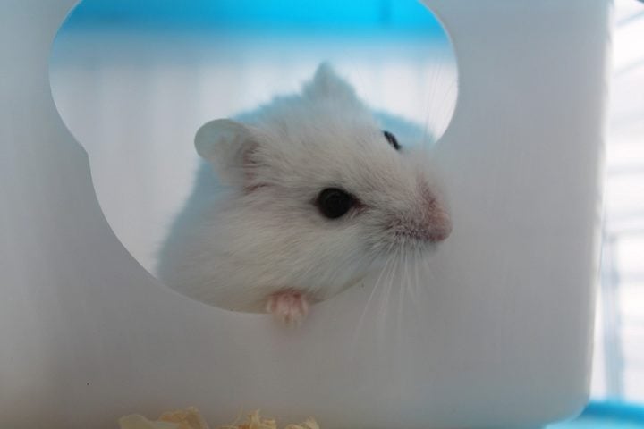 Apesar de terem uma visão limitada, os hamsters têm um olfato e audição muito aguçados, que os ajudam a explorar o ambiente e identificar alimentos ou perigos.