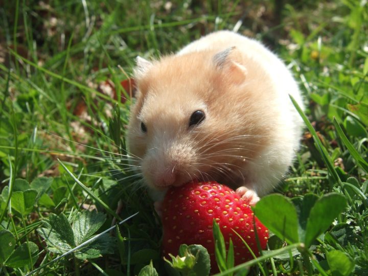 Alguns tutores têm dúvidas em relação a dar ou não morango para os hamsters e a resposta é simples: a fruta é permitida, desde que não seja dada em excesso. Essa regra também se aplica a outras frutas.