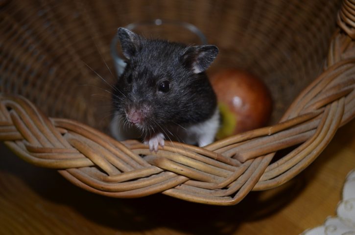 Em cativeiro, os hamsters vivem geralmente de 2 a 3 anos, dependendo da espécie e dos cuidados recebidos.