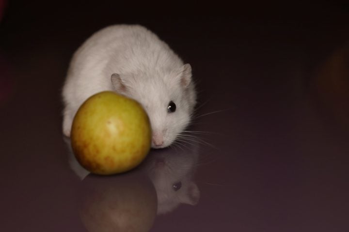 Algumas frutas que o hamster pode comer são: manga, melão, mamão e maçã e pera, desde que não tenham sementes. Frutas cítricas, como laranja e limão, devem ser evitadas.