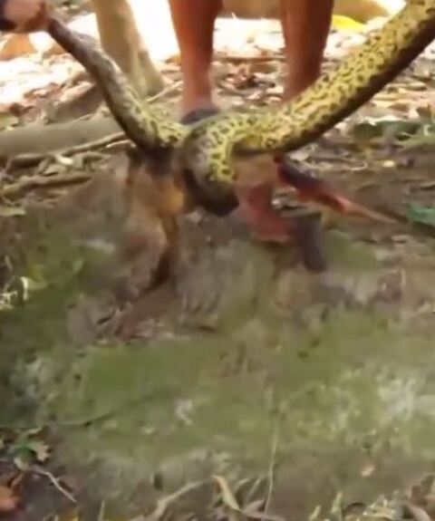 Algumas pessoas, então, puxaram os animais e retiraram o macaco do domínio da cobra. Dá pra ver o macaco preso pela cobra quando as pessoas puxam os dois. 