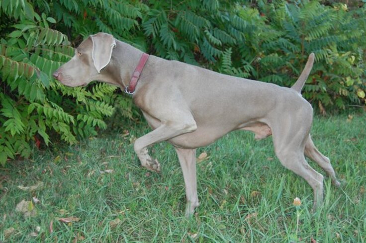 Em condições normais, com boa saúde, existem raças cujos cachorros têm mais tendência a permanecer magros, enqusnto outras são de cães com tendência para engordar. Veja algumas raças que são sempre magras.