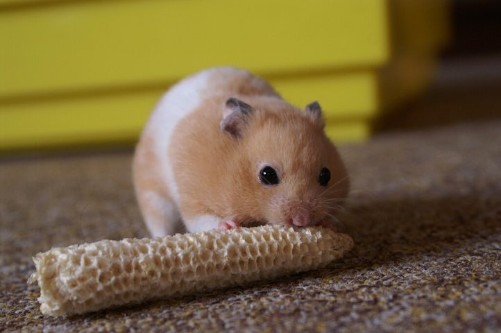 Como animais solitários, especialmente no caso dos hamsters-sírios, eles geralmente preferem viver sozinhos, por isso tome cuidado: mantê-los em grupo pode levá-los a ter comportamentos agressivos!