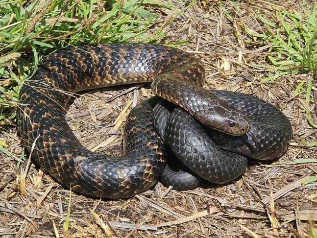 Cobra-tigre: Seu veneno pode matar em até 24 horas, se não for tratado. Além disso, a cobra-tigre é conhecida por sua natureza bem agressiva. 