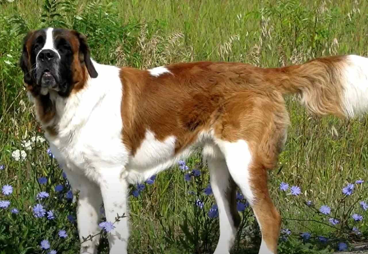 São Bernardo:  É um cão de grande porte, forte e musculoso, conhecido por sua pelagem espessa e natureza gentil. É protetor, leal e muito afetuoso, tornando-se um excelente companheiro e cão de família.
