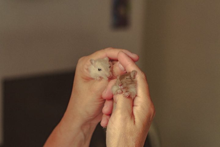 Fique atento: apesar de sua popularidade como pets, hamsters são sensíveis e podem morder se sentirem ameaçados.