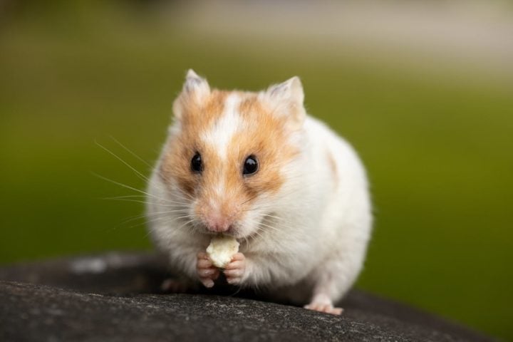 A dieta dos hamsters é onívora e inclui sementes, grãos, frutas, vegetais e ocasionalmente proteínas, como insetos.