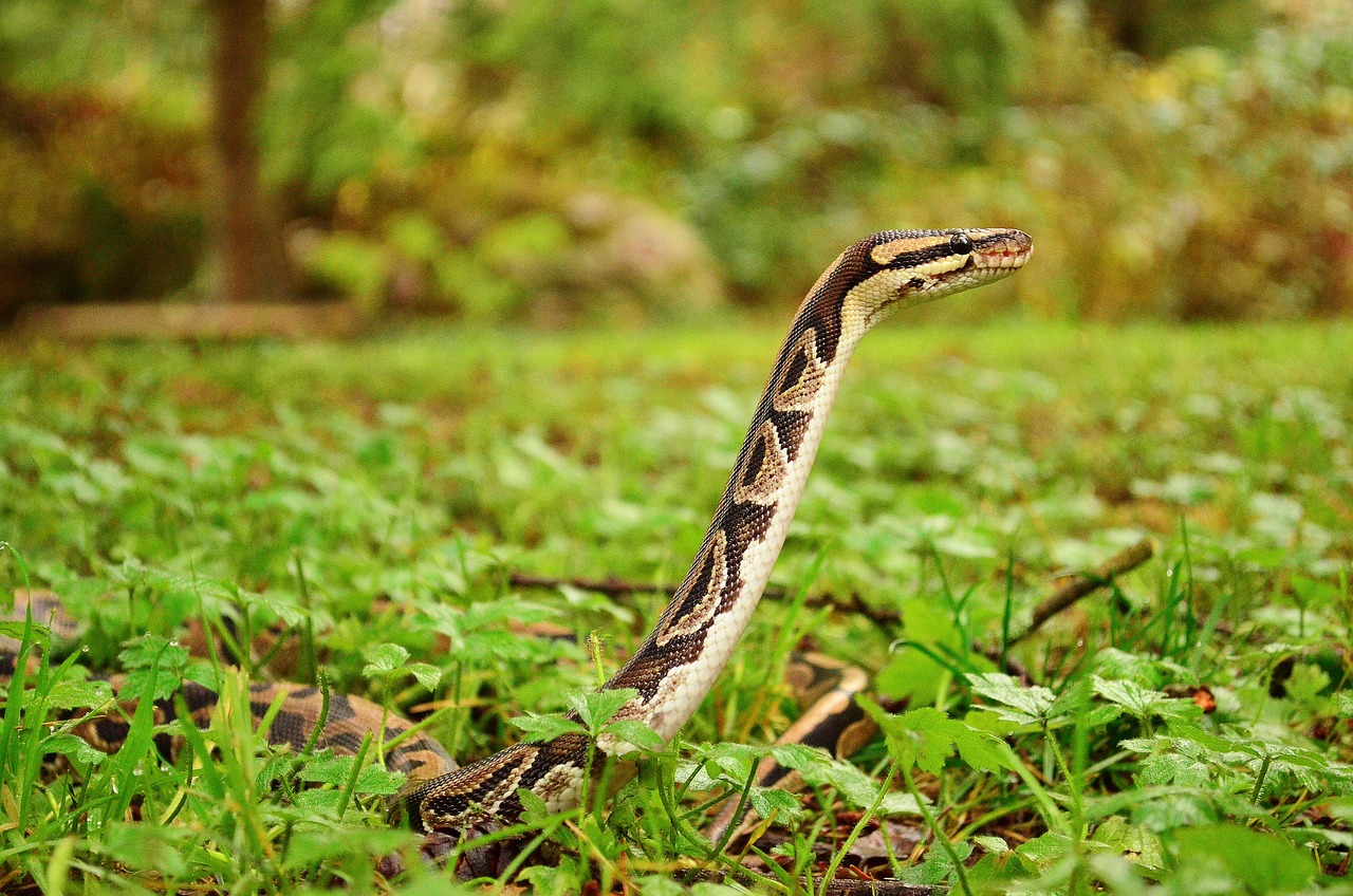 Impedir a alimentação (no caso, da cobra) por interferência no seu habitat é considerado maus-tratos, e pode gerar uma multa de R$ 500 a R$ 3.000 por indivíduo, o que, desta vez, ficou de lado. No fim, os dois animais foram soltos na Natureza.