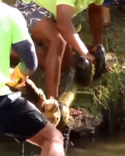 Algumas pessoas, então, puxaram os animais e retiraram o macaco do domínio da cobra.