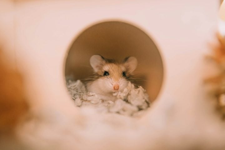 Hamsters são excelentes escolhas para crianças e adultos que buscam um animal de estimação que não exige tanto financeiramente como um gato ou um cachorro, por exemplo.