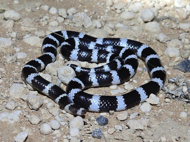 A serpente em questão era da espécie Bandy Bandy, espécie venenosa típica da Austrália que tem hábitos noturnos e mede até 76 cm.