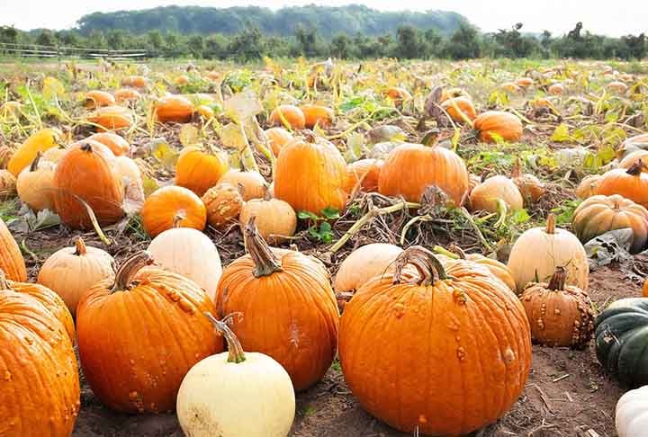 Embora seja comumente mencionada como legume, a abóbora é classificada como um fruto pelos botânicos, como acontece, por exemplo, também com o tomate. 
