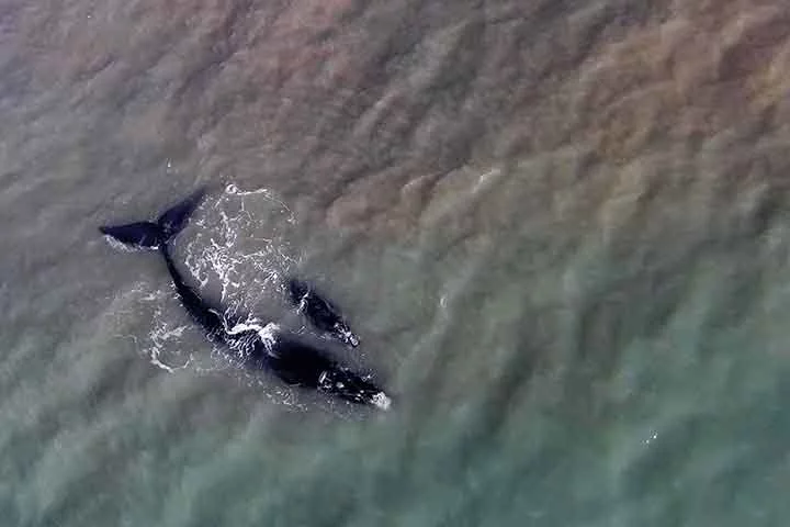 Baleia-franca (Eubalaena australis) - Chamada também de baleia-franca-austral, baleia-verdadeira, ballena franca austral e southern right whale. Com a maior presença no litoral de Santa Catarina, ficaram conhecidas como gigantes catarinenses.