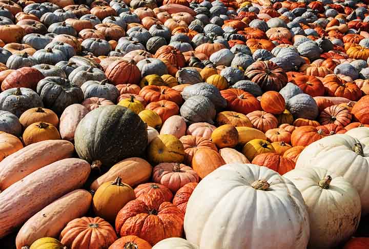 Ricas em caroteno e vitaminas, as abóboras são um fruto com grande variedade pelo mundo. Algumas tem outra coloração que não o laranja. A Abóbora Bolota, por exemplo, tem casco verde. Já a Abóbora Casper é branca por fora e contém polpa laranja vivo.
