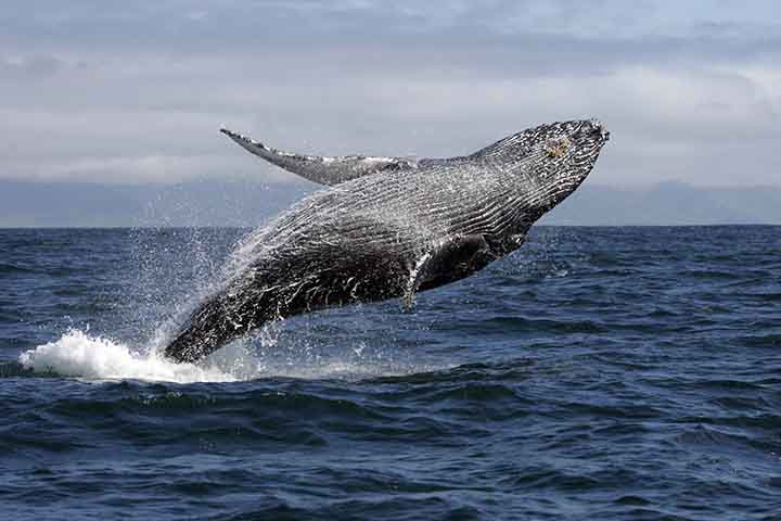 Apesar de se acreditar que a maioria da população de jubartes brasileiras realiza um movimento regular entre essas áreas, existem registros de algumas delas no Oceano Pacífico (costa do Equador) e no Oceano Índico (entre Moçambique e Madagascar), 